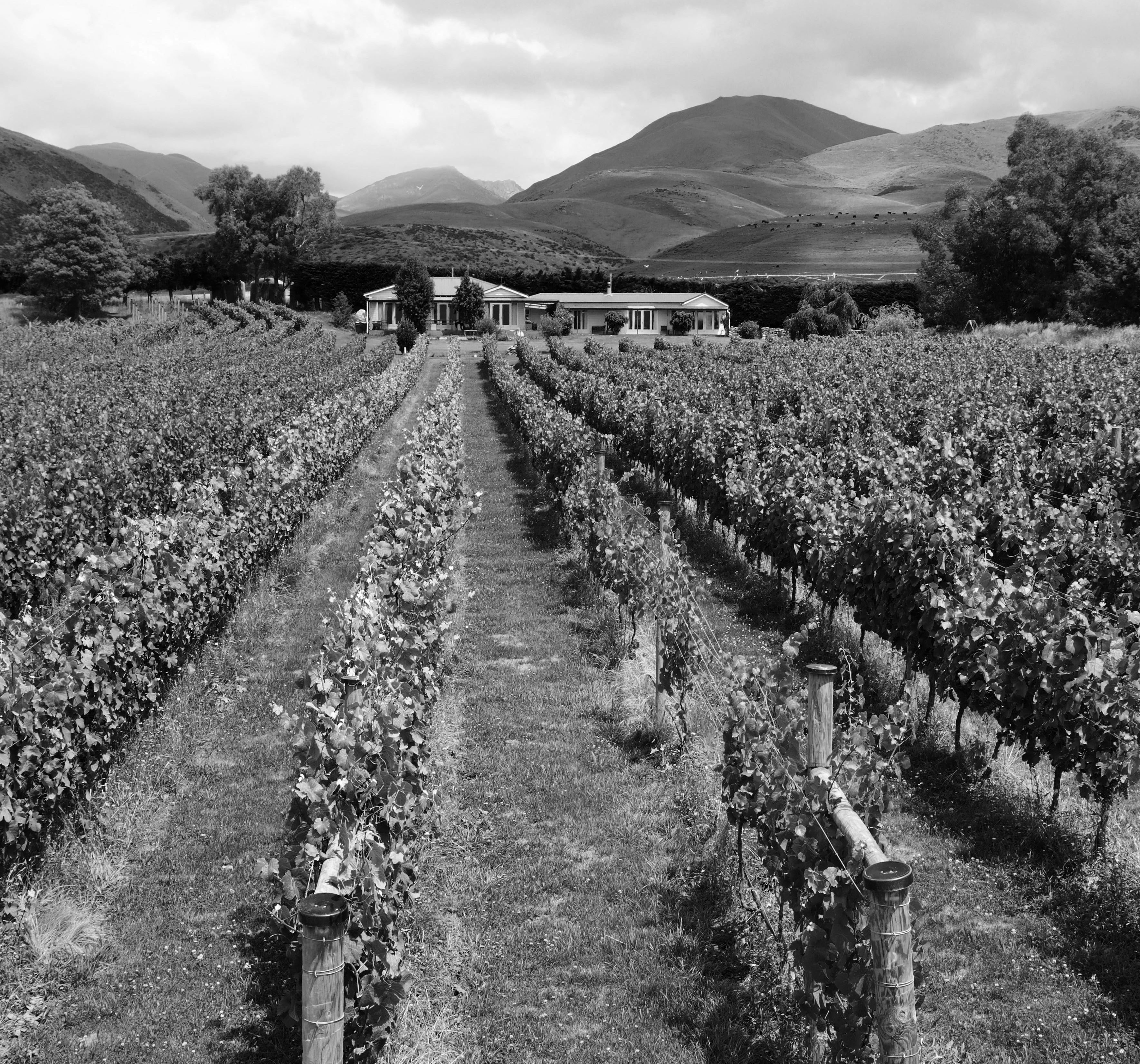 Row of grapevines in the Sublime vineyard